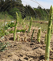 Grümspargel beim Spargelhof Tyoller Högenau in Schrobenhausen (©Foto: Martin Schmitz)